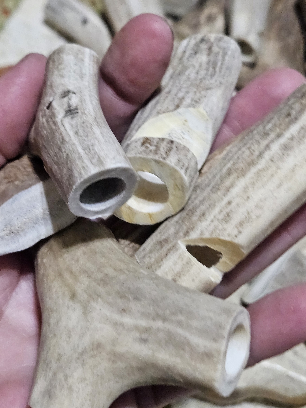 Natural Deer Antler Whistles?Accents? Cut And Drilled – Neutral Gray/Brown - Picture 9 of 16